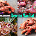 Deretan Manfaat Jahe Merah