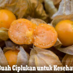 Manfaat Buah Ciplukan untuk Kesehatan Tubuh