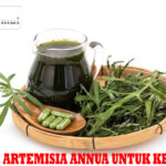 Manfaat Artemisia annua untuk Kesehatan