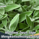 Manfaat Kesehatan Daun Sage